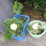 キャベツ　収穫　240717